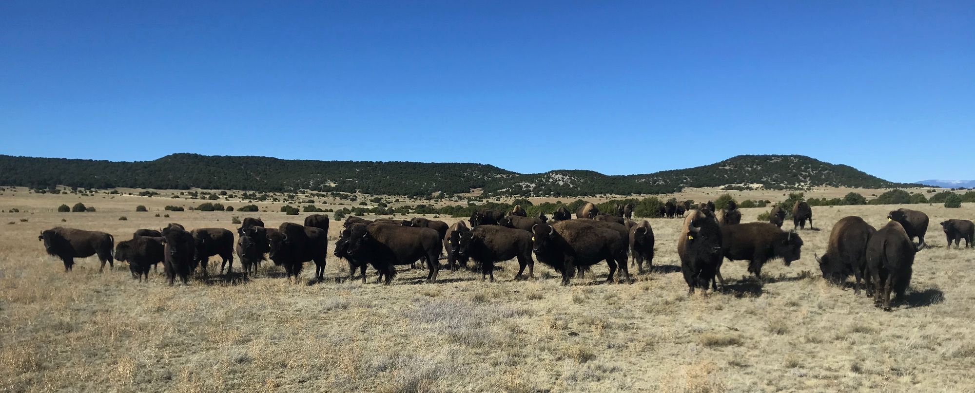 American Bison Society conference