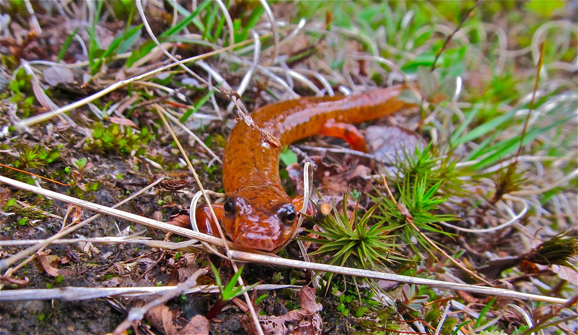 Spring-Salamander-3