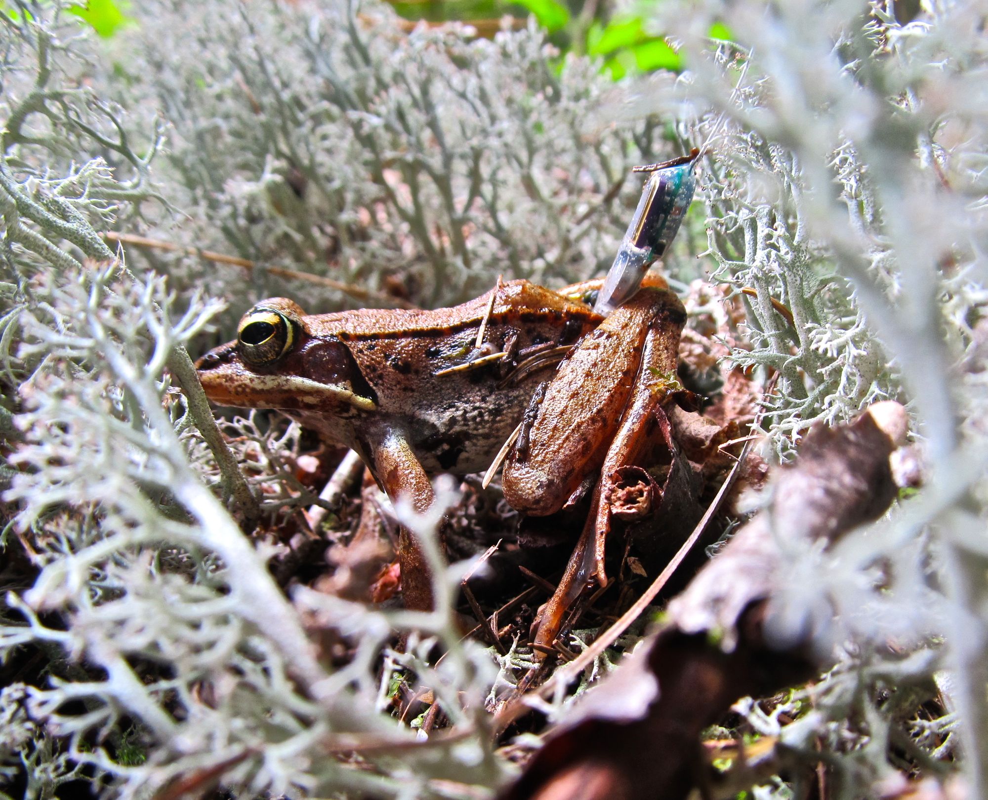 Wood-Frog-16