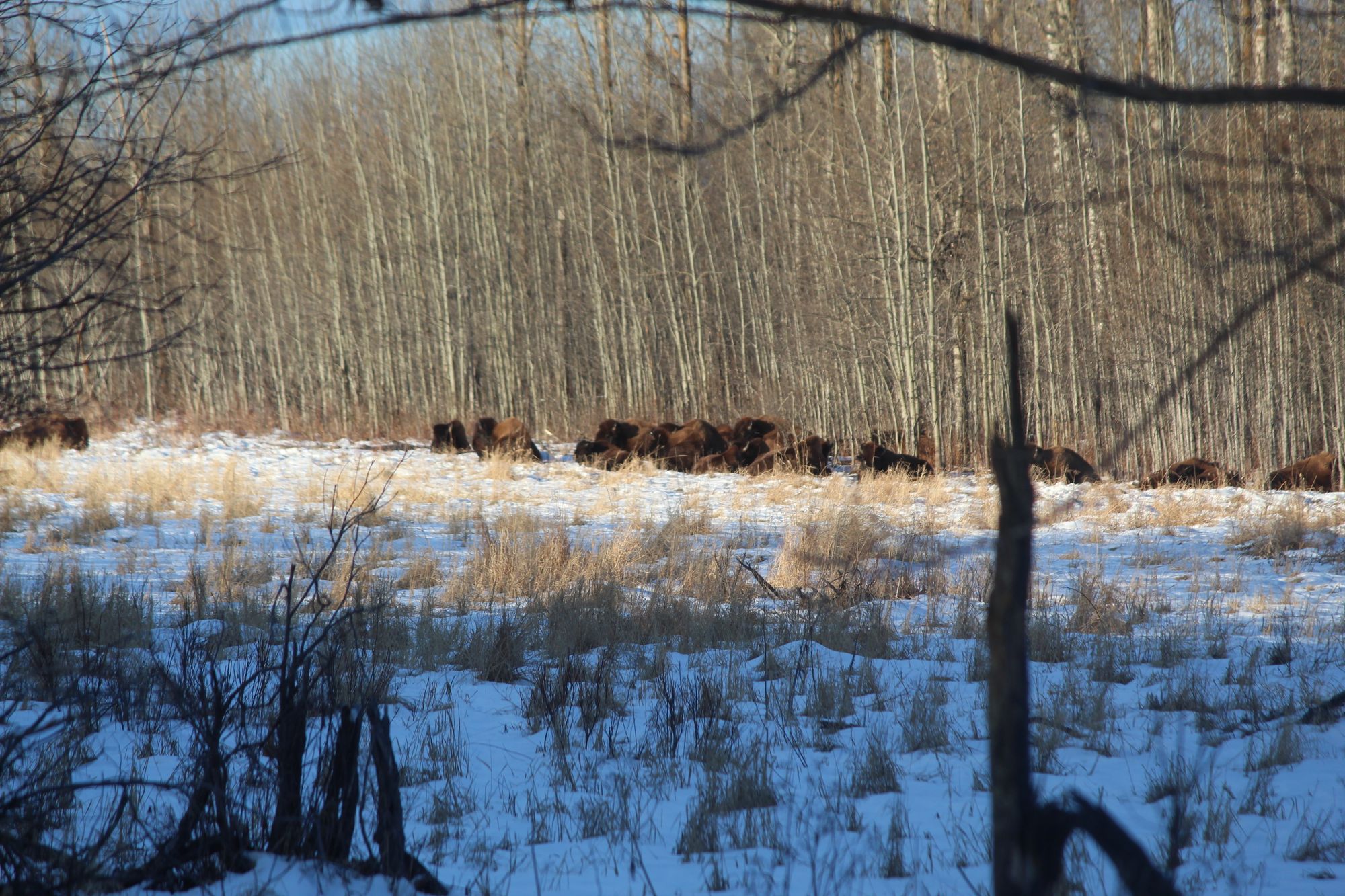 New publication: winter's influence on wood bison
