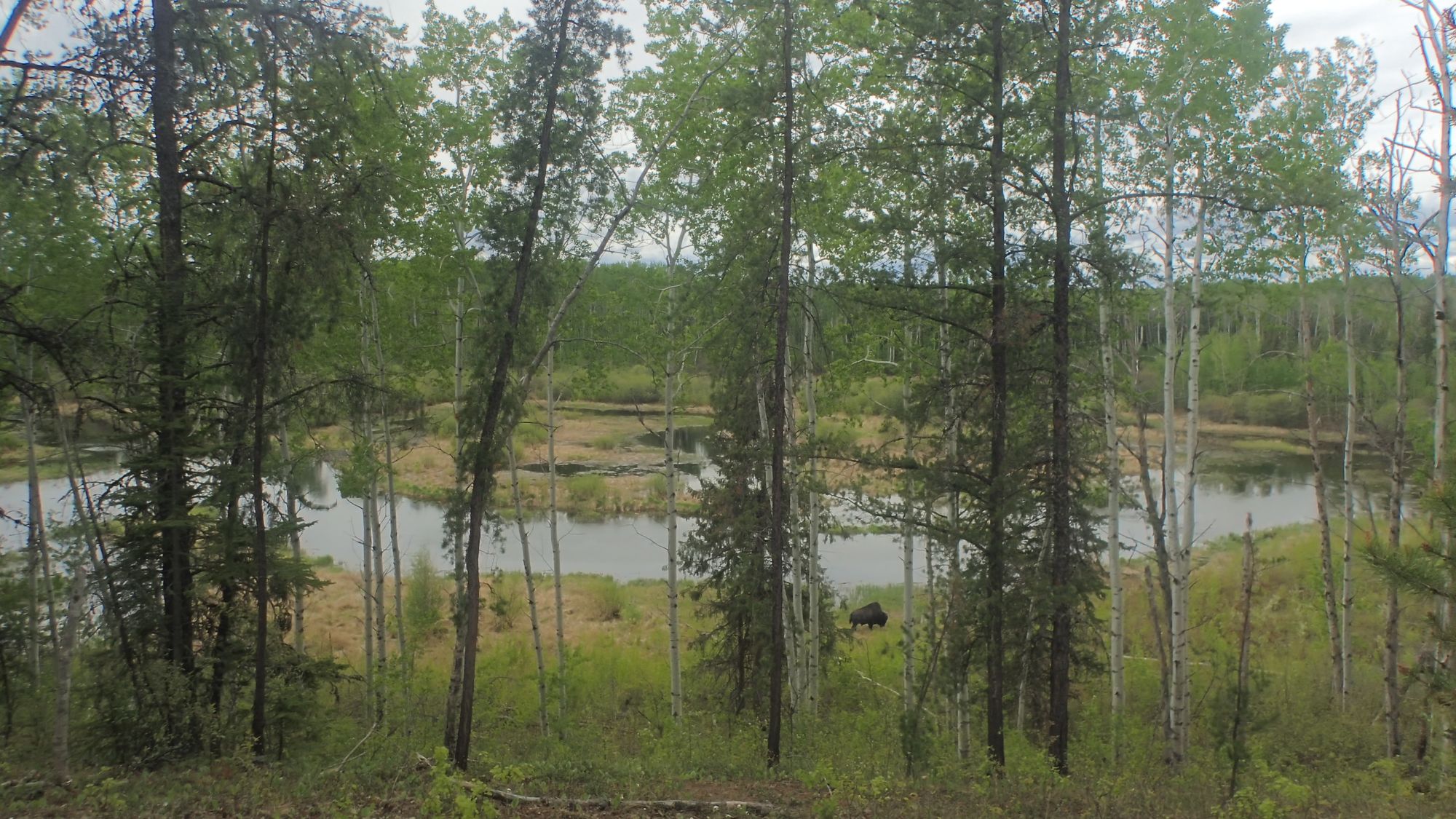 Ronald Lake wood bison ecology
