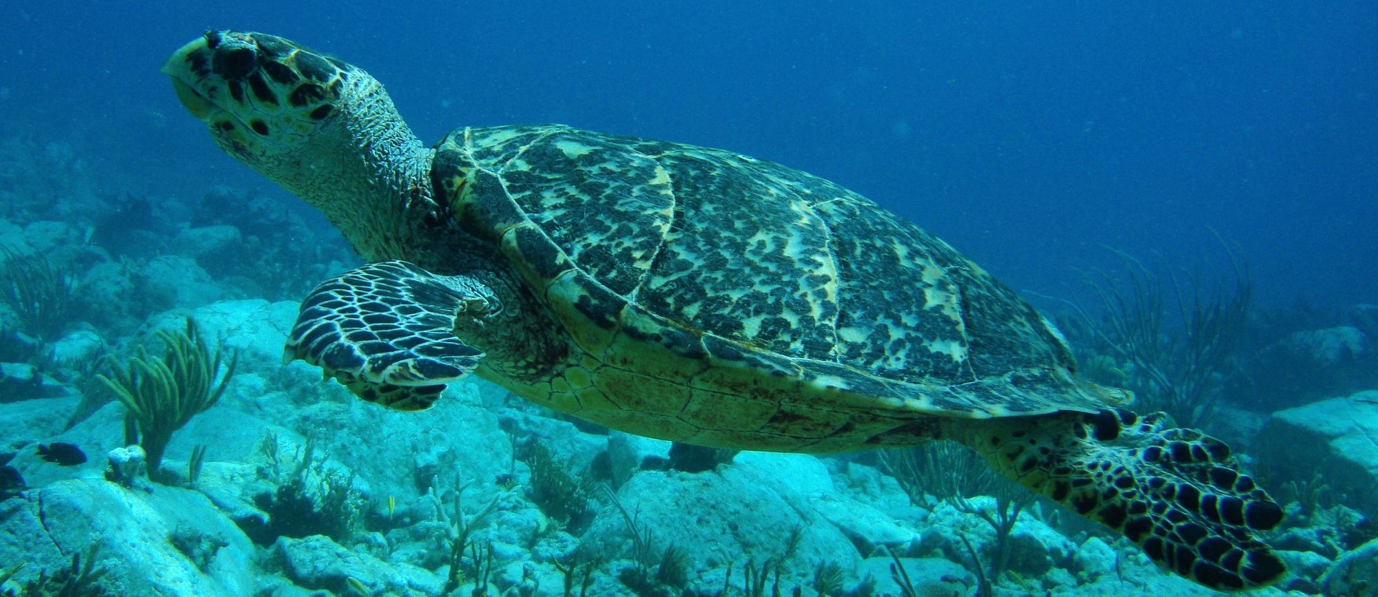 Sea turtle movement