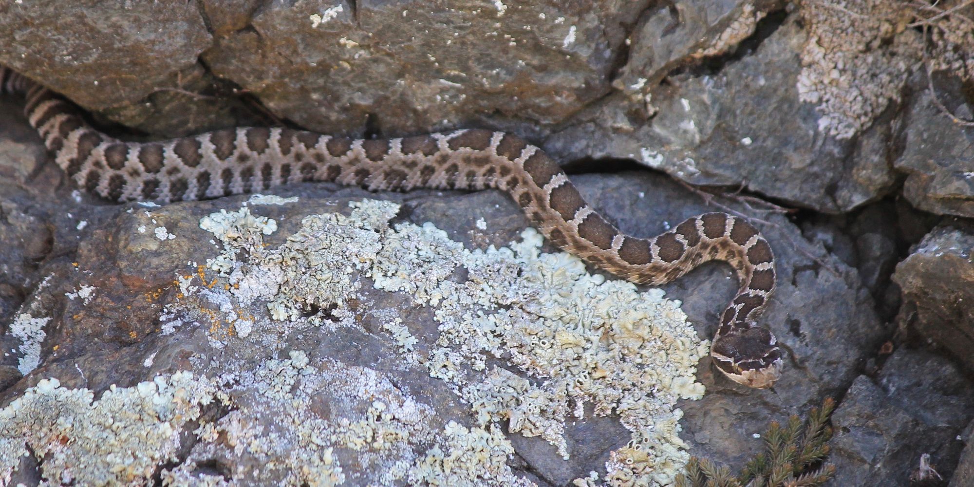 Habitat selection of northern Pacific rattlesnakes