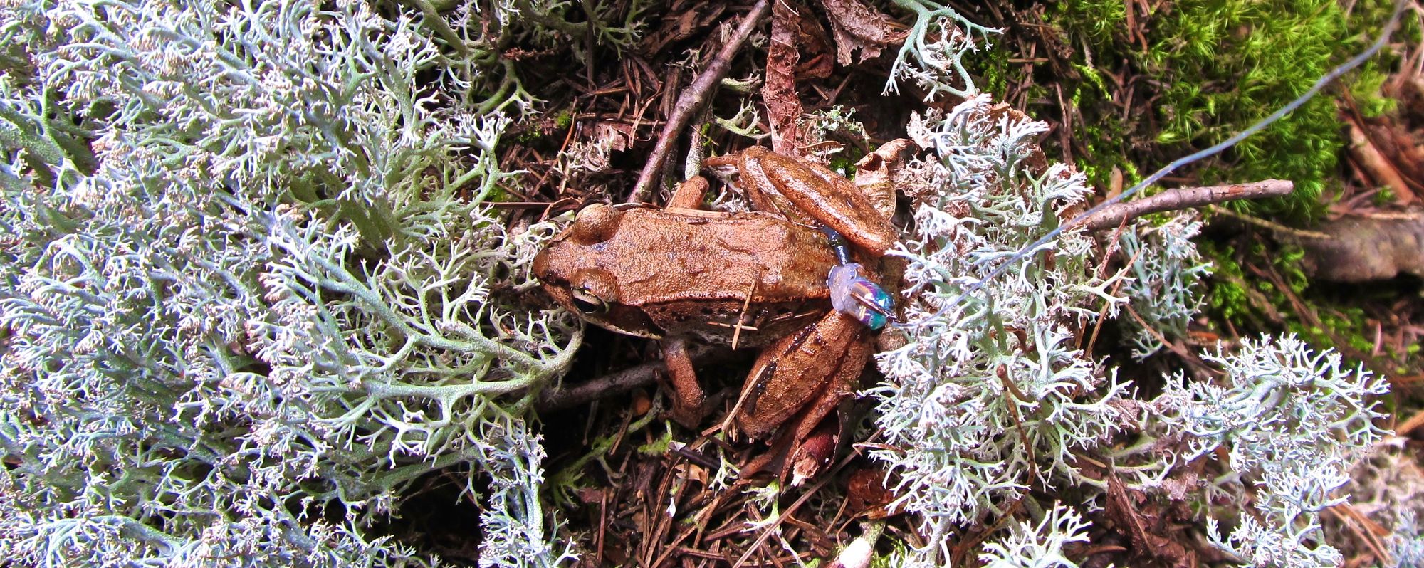 Wood frog habitat selection