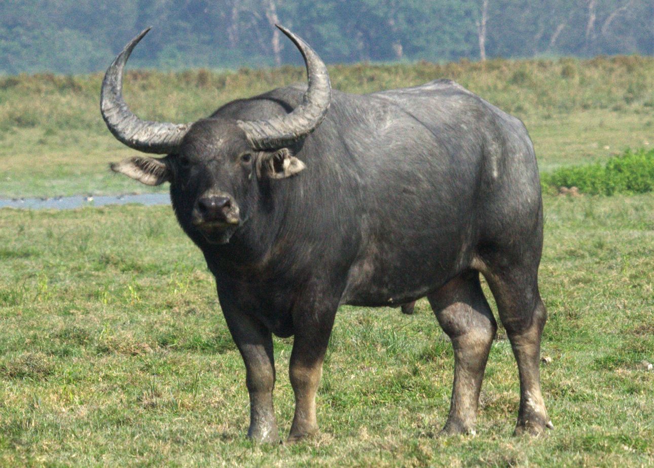 Wild water buffalo nutritional ecology